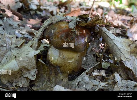 Bronze Cep Or Boletus Aereus Mushroom Hidden Under The Leaves In