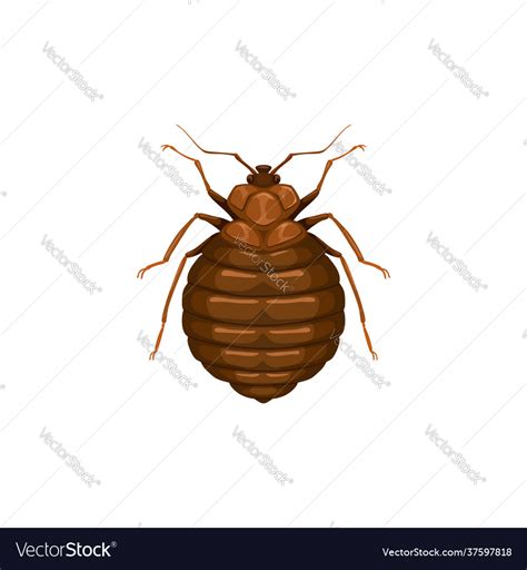 Bedbug icon insect parasite bed bug pest control Vector Image