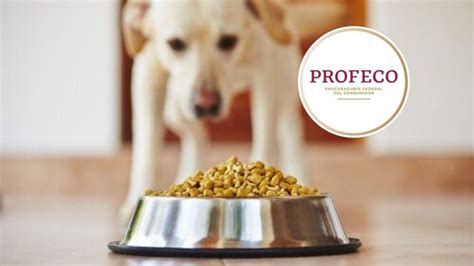 3 MEJORES marcas de comida para los perros según Profeco 2023 Petlife