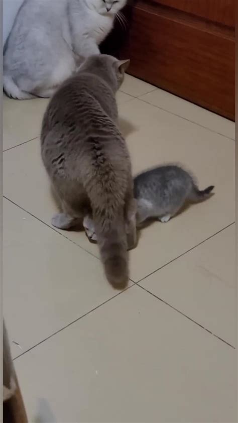 Cats viral funny video - One News Page VIDEO