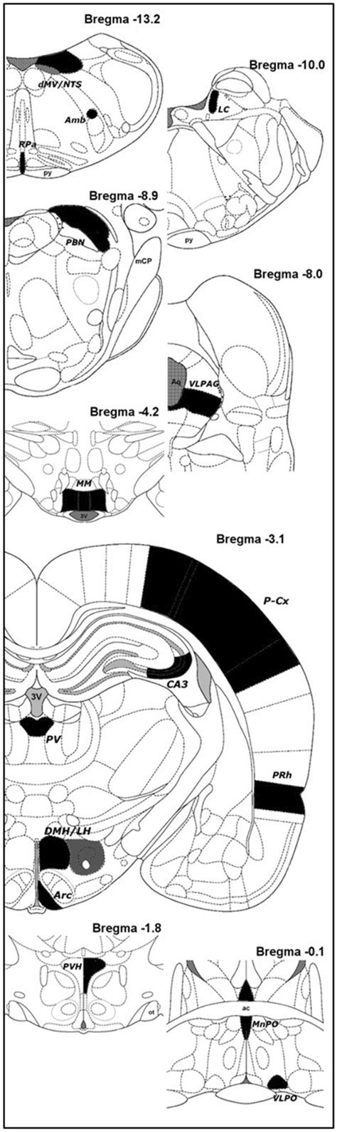 Schematic representation of the brain areas analyzed. Bregma level is ...