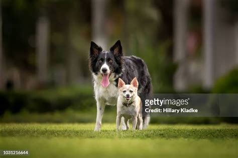 60 Giant Chihuahua Stock Photos High Res Pictures And Images Getty