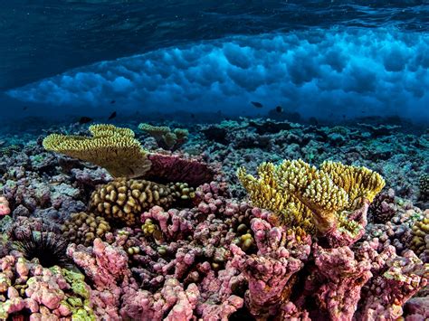 Giant Clam Poaching Wipes Out Reefs in South China Sea