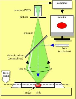 Microscope GIF - Find & Share on GIPHY