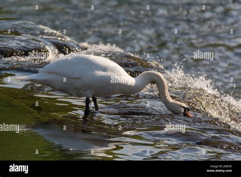 Foraging For Invertebrates Hi Res Stock Photography And Images Alamy