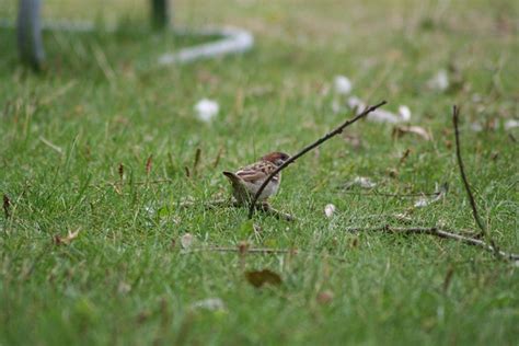 Passer Domesticus Bird Sparrow - Free photo on Pixabay - Pixabay