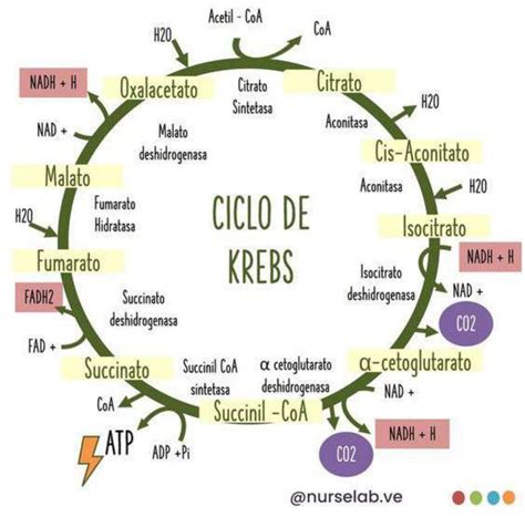 Função Do Ciclo De Krebs - Etapas Do Ciclo De Krebs Simplificadas Etapas Do Ciclo De Krebs