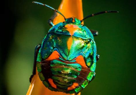 What's an [Insect Exoskeleton] The Ultimate Guide