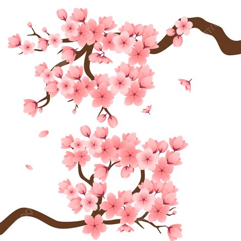 Cherry Blossom Flower Vector Hd PNG Images Cherry Blossom Design And