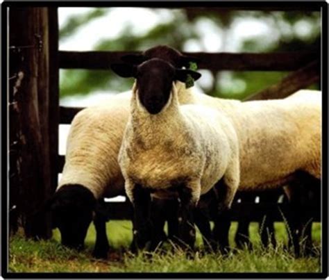 Ovinos De Corte Conhe A As Principais T Cnicas De Manejo Da Cria O