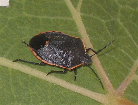 Some Sort Of Shield Bug Chlorochroa Ligata BugGuide Net