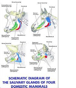 salivary glands overview anatomy physiology wikivet english