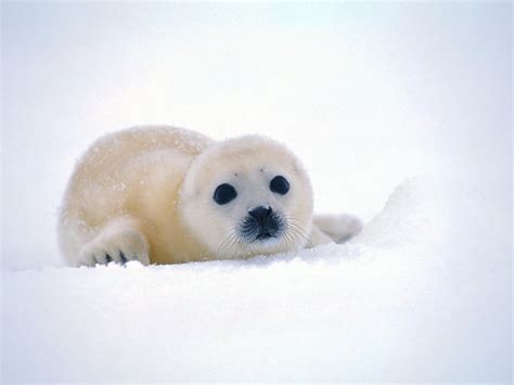 Cute Baby Seal HD desktop wallpaper : Widescreen : High Definition : Fullscreen