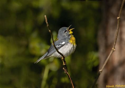 Northern Parula Hank Halsey Flickr