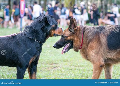 Rottweiler Vs German Shepherd Fight