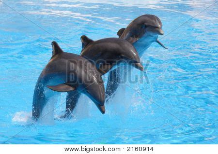 Jumping Dolphins Image & Photo (Free Trial) | Bigstock