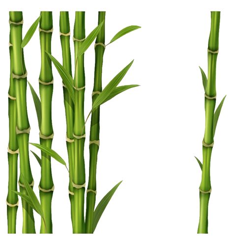 Bamboo Png Images Transparent Background Png Play