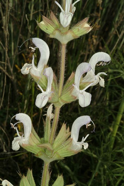 מרווה ארץ ישראלית Salvia Palaestina הגן הבוטני האוניברסיטאי ירושלים