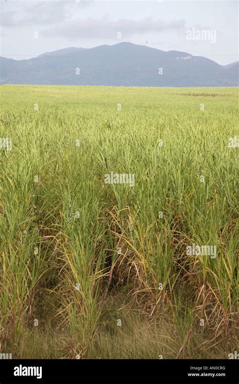 Cuba Sugar Cane Plantation Hi Res Stock Photography And Images Alamy