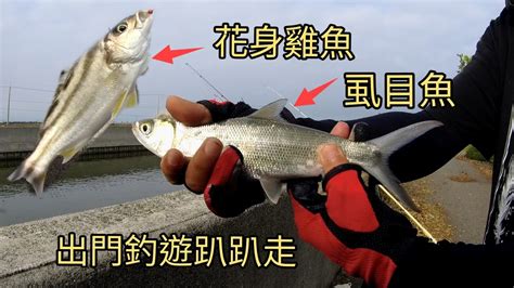 除了釣的到虱目魚和烏魚以外，這釣點也有蠻大的黑公，只要岸邊找一下就會發現有好釣況的好釣點（243集）pin338548 阿平趴趴走