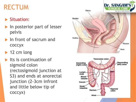 Anatomy Of Rectum And Anal Canal PPT