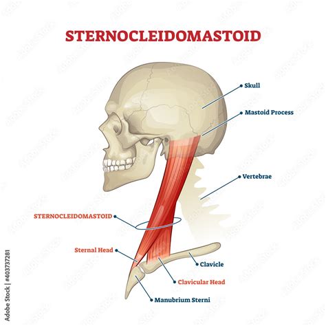 Sternocleidomastoid Cervical Muscle Labeled Educational Anatomical