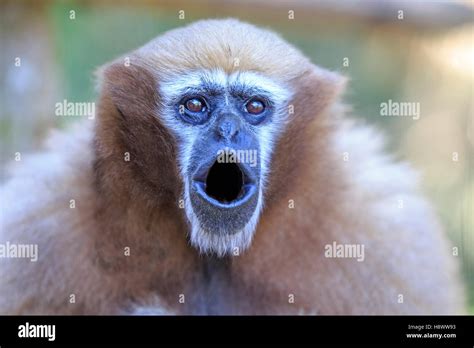 Portrait Of Western Hoolock Gibbon Hoolock Hoolock Female Screaming