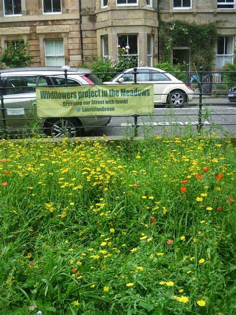 Crafty Green Poet: Meadows Wildflower Project