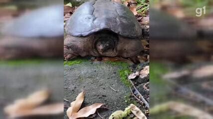 Tartaruga Mordedora Resgatada E Levada Para Centro De Reabilita O Em