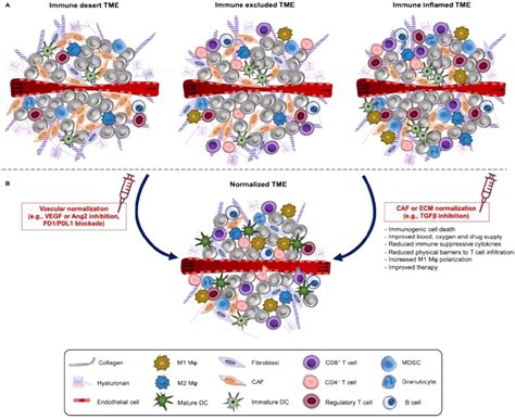 A Immune Phenotypes Of Solid Tumors And Normalization Strategies