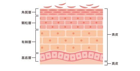 「皮膚の構造」とは？