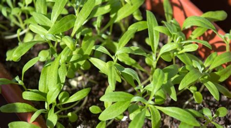 How To Plant Grow And Care For Tiny Tim Sweet Alyssum