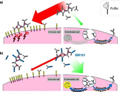 Alternative Degradation Pathway For Ics Shielded With Sm101 A Ics Bind