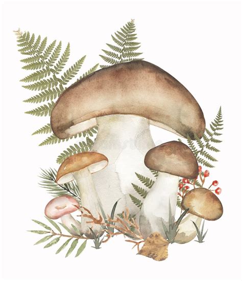 Watercolor Fungi Illustration Porcini Mushrooms Clipart Set Hand