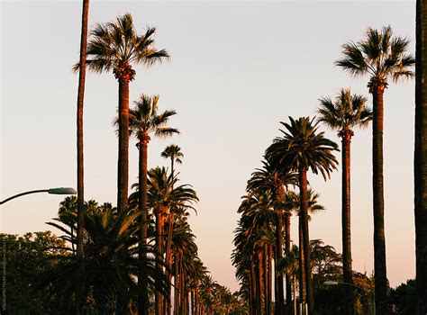 "California Palm Trees In Warm Evening Light" by Stocksy Contributor ...