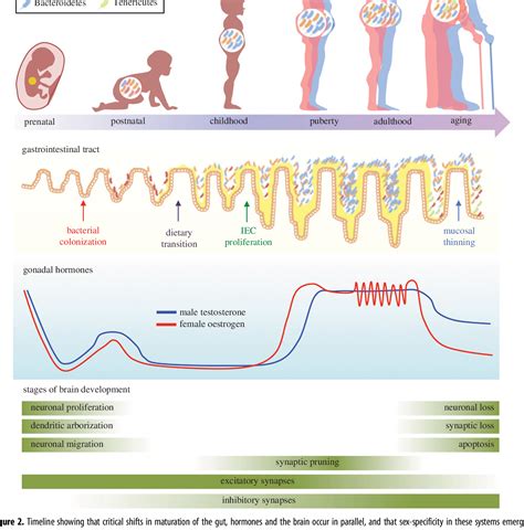 Sex Differences In The Gut Microbiomebrain Axis Across The Lifespan