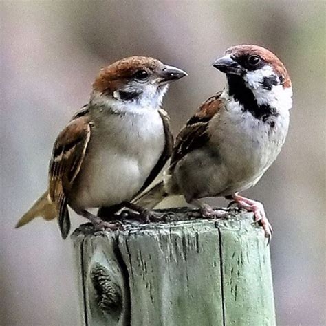 Pin By Alena Angelava On Small Birds And Flowers Japan Cute Birds