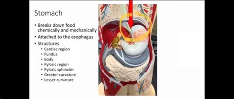 Biol lab practical 2 Flashcards | Quizlet