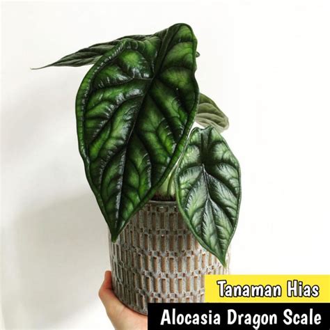 Jual Alocasia Dragon Scale Tanaman Hias Alocasia Dragon Scale