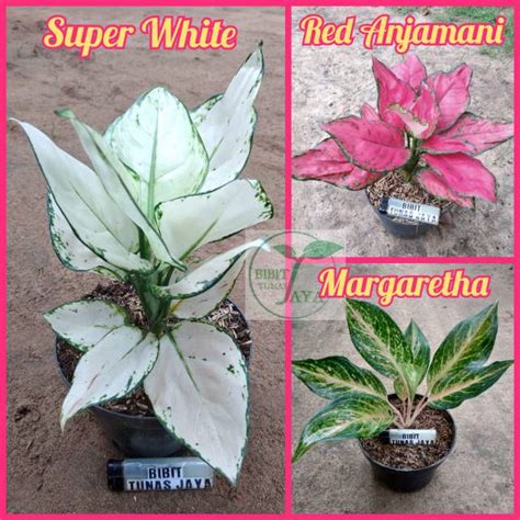 Jual Bunga Aglaonema Aglonema Paket 3 Macam Jenis Shopee Indonesia