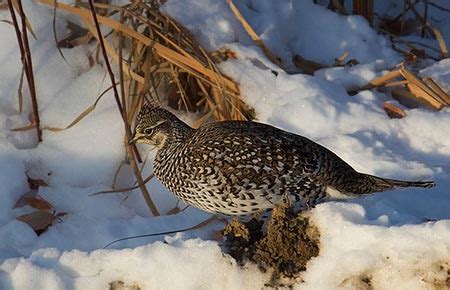 Sharp-tailed Grouse Species Profile, Alaska Department of Fish and Game