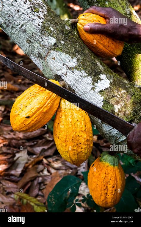 C Te D Ivoire Bauer Ernte Kakao In Seiner Plantage Stockfotografie Alamy