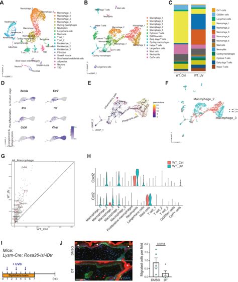 Sexual Dimorphism In Melanocyte Stem Cell Behavior Reveals