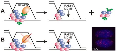 New Gene Mutation Associated With Fanconi Ane Eurekalert