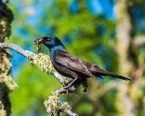 Common Grackle | Audubon Field Guide