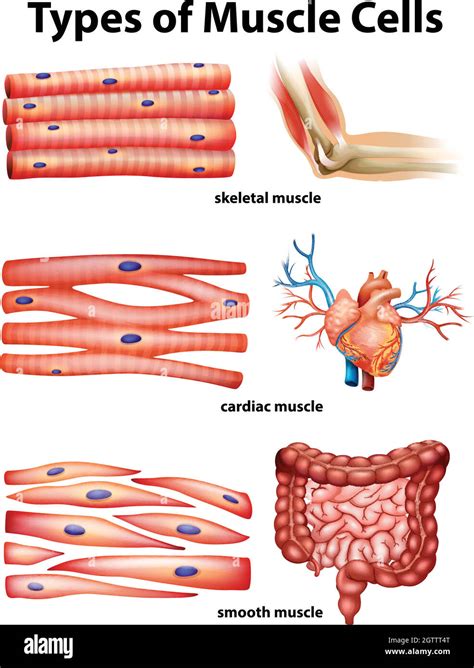 30+ Cardiac Muscle Cell Diagram - MandaCampbell