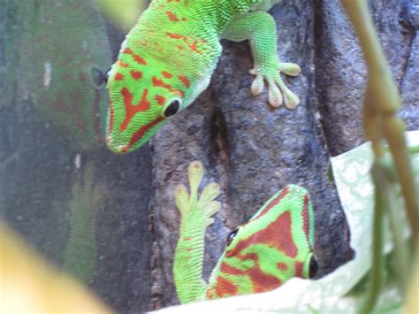 Crimson Giant Day Geckos