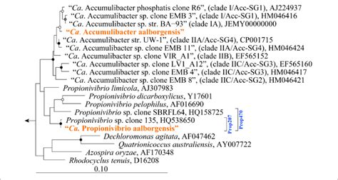 Maximum Likelihood Phyml S Rrna Gene Phylogenetic Tree Of