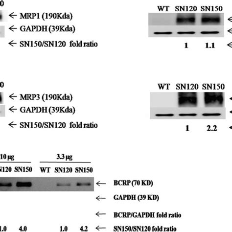 Western Blot Analysis For Mrp Mrp Mrp Mrp And Bcrp Protein