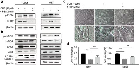 The Er Stress Inhibitor 4 Pba Counteracts Cub A B Western Blot Download Scientific Diagram